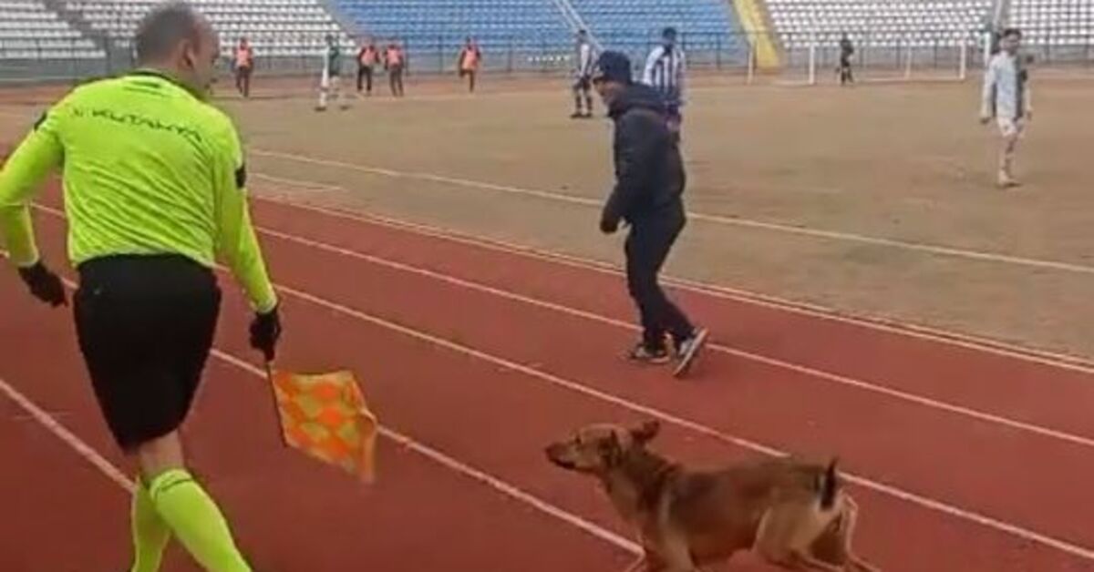 Sahaya giren köpeği böyle çıkardı