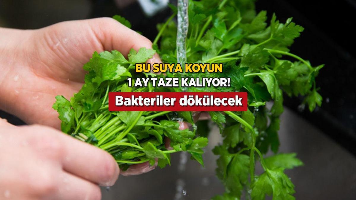 Maydanozu 1 ay dipdiri tutan taktik! Karbonat dökün, sonucu görün