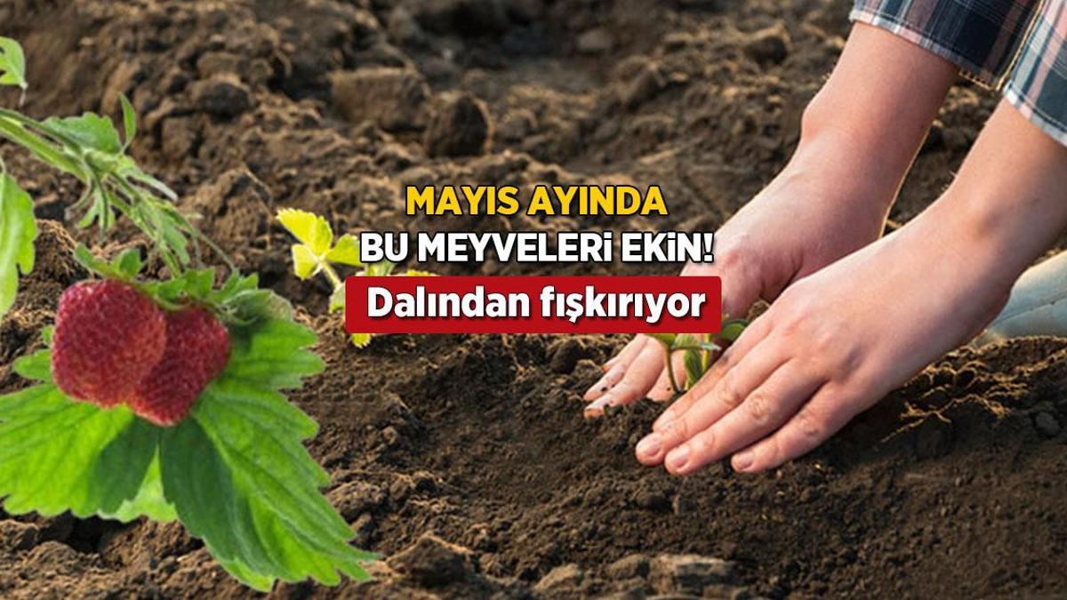 Mayıs ayında eken yaşadı! Hasadı ikiye katlıyor, mahsüller dalından fışkıracak